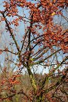 Malus transitoria - arbre abondant avec de petites pommes orange contre le ciel bleu en hiver
