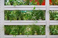 Mur végétal contemporain planté d'herbes