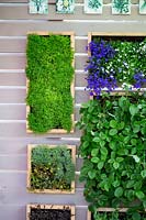 Mur végétal contemporain avec des herbes, des fraisiers et des lobélies dans des cadres de boîte