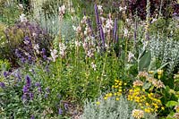 Jardin résistant à la sécheresse de Beth Chatto - parterre de fleurs comprend: Agastache, Santolina et Gaura