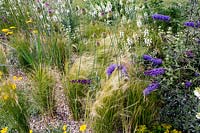 Jardin résistant à la sécheresse de Beth Chatto - parterre de gravier avec Allium sphaerocephalon en bouton avec Stipa tenuissima et plantes à fleurs