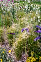 Jardin résistant à la sécheresse de Beth Chatto - Allium sphaerocephalon en bouton avec Stipa tenuissima et plantes à fleurs en parterre de gravier