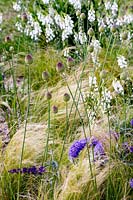 Beth Chatto's Garden résistant à la sécheresse Allium sphaerocephalon en bouton contre Stipa tenuissima