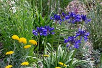 Jardin résistant à la sécheresse de Beth Chatto - Agapanthus campanulatus 'Bleu marine et doré Achillea x Schwellenberg