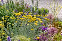 Jardin résistant à la sécheresse de Beth Chatto - Helichrysum italic en parterre de fleurs