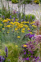Jardin résistant à la sécheresse de Beth Chatto - Helichrysum italic - n parterre de fleurs