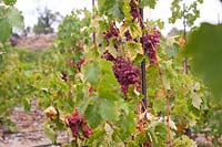 Vitis vinifera 'Violet' Aptissa aga x Cardinal - Vigne de raisin