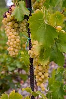 Vitis vinifera 'Suzi' - Vigne de raisin - grappes de raisins allongés blanc-jaune