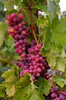 Vitis vinifera 'Violet' Aptissa aga x Cardinal - Vigne - grappe de raisin rouge-violet mûr