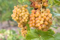 Vitis vinifera 'Prim' - Vigne de raisin - grappe de raisin blanc-jaune mûr