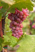 Vitis vinifera 'Chasselas Rose Royal Dessert' - Vigne de raisin - grappe de mûres rouges - raisins violets