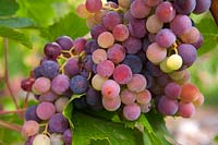 Vitis vinifera 'Royal' - Vigne de raisin - grappe de raisin rouge-violet mûr