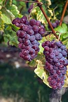 Vitis vinifera 'Onyx' - Vigne de raisin - grappe de raisin rouge-violet mûr