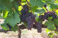 Vitis vinifera 'Pinot Gris' - Vigne de raisin - grappes de raisins mûrs bleu-noir, fil de formation et vigne ligneuse horizontale visible sous le feuillage