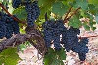 Vitis vinifera 'Blauer Portugieser' - Vigne de raisin - vieilles vignes noueuses, jeunes bois et nombreuses grappes de raisins mûrs bleu-noir