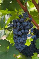 Vitis vinifera 'Blauer Portugieser' - Vigne de raisin - grappe de raisin bleu-noir mûr