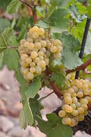 Vitis vinifera 'Golden Muscat' - Vigne de raisin - grappes de raisins jaunes mûrs