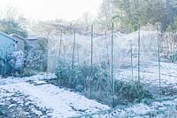 Vue d'attribution sur un matin glacial montrant des brassicas protégés par des filets à oiseaux