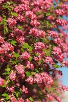 Ribes Sanguineum - Grappes pendantes de cassis en fleurs, avril