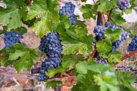 Vitis vinifera 'Cabernet Sauvignon' - Vignoble St. Clara, Prague