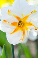 Narcisse 'Trepolo '. Une jonquille inhabituelle affichant une couronne fendue avec des stries orange