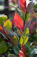 Photinia fraseri 'Red Robin '. La baie de Noël est un arbuste persistant dense de taille moyenne.