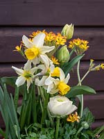 Pot planté de Primula 'Picotee feuille de chêne jaune', Renoncule, Tulipe et Narcisse 'Jack Snipe '.