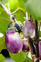 Solanum melongena 'Galine' - Aubergine - Aubergine