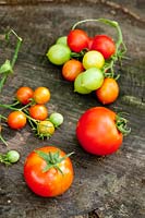 Tomates récoltées. Solanum lycopersium 'Corfou' et 'Pepe'