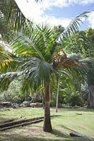Adonidia merrillii syn. Veitchia merrillii - palmier de Manille, originaire des Philippines