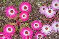 Mesembryanthemum - marguerites Livingstone