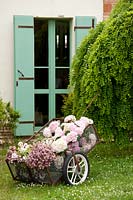 Tiges récoltées d'hortensia et d'Astrantia dans un chariot à roues en métal à l'extérieur d'une maison