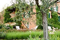 Vue de la maison recouverte de Rhynchospermum jasminoides, de glycine et de rose 'Rimosa '. Au premier plan: les lavandes qui recouvrent l'escarpement et une haie d'Abelia grandiflora.