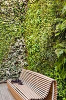 Banc en bois sur une terrasse en bois avec mur vert derrière fait d'Asparagus sprengeri, Polystichum polyblepharum, Ophiopogon japonicus, Saxifraga sarmentosa, Helleborus niger et Viloa odorata.