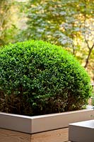 Buxus sempervirens 'Arborescens'