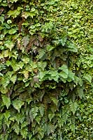 Polystichum polyblepharum, Saxifrage et autres plantes dans un mur vivant vertical.