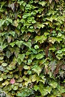Mur vertical planté de polystichum pl²yblepharum et saxifraga sarmentosa