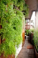 Asparagus densiflorus 'Sprengeri' pousse verticalement dans un petit jardin en terrasse.