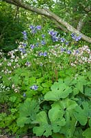 Aquilegia vulgaris, Geranium, Sanguinaria canadensis - Columbine, Geraniums, Bloodroot foliage at edge of woodland garden