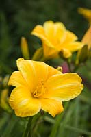 Hemerocallis cv. - Fleur d'hémérocalle jaune