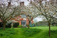 Prunus 'Tai-haku', Grande Cerise blanche. Jardin Wyken Hall. Avril.