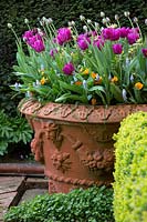 Pot de printemps avec Muscari armeniacum 'Valerie Finnis', Tulip 'Black Hero', Tulipa 'Passionale '. Wyken Hall Garden.