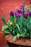 Plantation en pot mixte comprenant Muscari armeniacum 'Valerie Finnis', Tulip 'Black Hero', Tulipa 'Passionale '. Wyken Hall Garden.