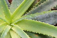 Aloe arborescens 'Fleur jaune' - Feuilles d'aloès de torche