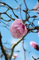 Magnolia 'Caerhays belle'