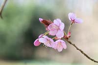 Prunus sargentii - Fleur de cerisier de Sargent