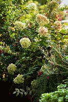 Hydrangea paniculata 'Limelight' - Hydrangea paniculée 'Limelight '