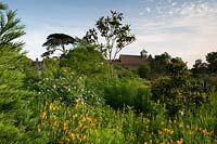 Parterre de fleurs d'Eschscholzia, Rosa et Magnolia - Le jardin du monde, le château de Lullingstone, Kent, UK.