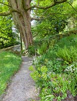 Un chemin menant à un espace dans un mur de pierre avec des arbres au-delà, parterre de fleurs par chemin comprend: fougères, Saxifraga urbium et Euphorbia