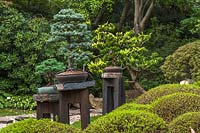 Coin de jardin japonais de Prague avec collection de bonsaïs - Picea pungens et arbustes à feuilles persistantes de forme ronde.
